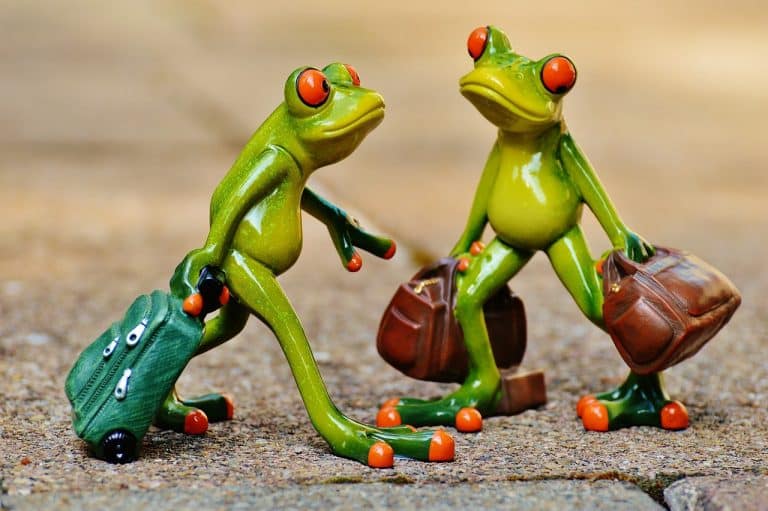 frogs, fun, travel, suitcase, travel bag, vacations, frog, on the way, animal, figure, nature, cute