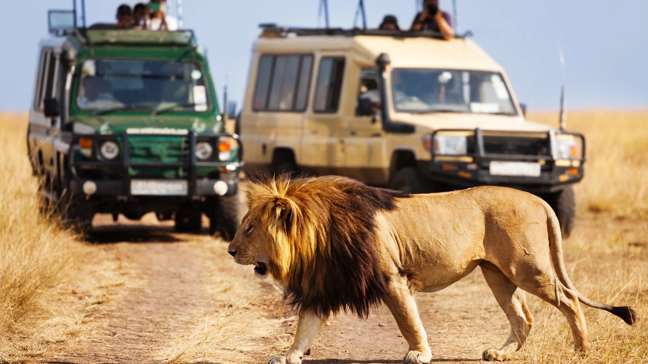 Lion Safari Adventure